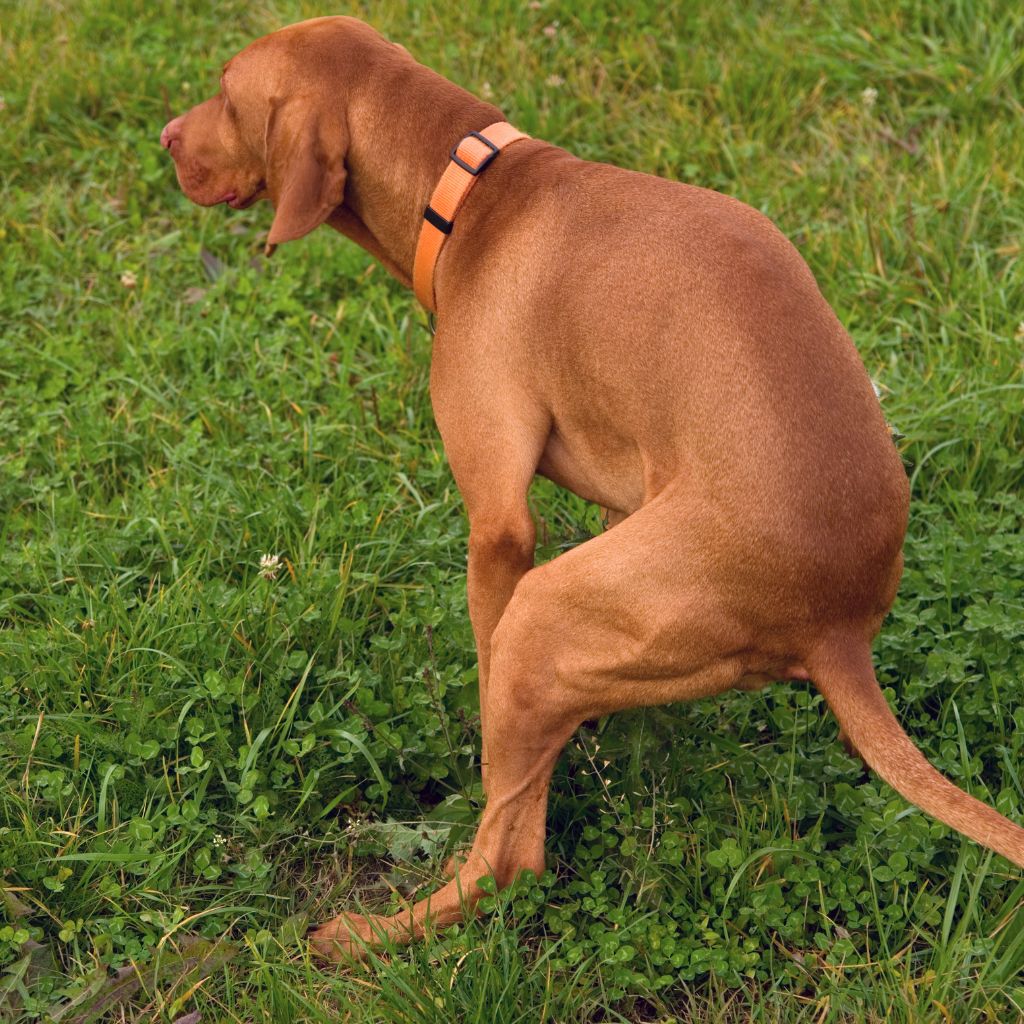 Red dog with orange collar sitting in grassy field, back turned to camera