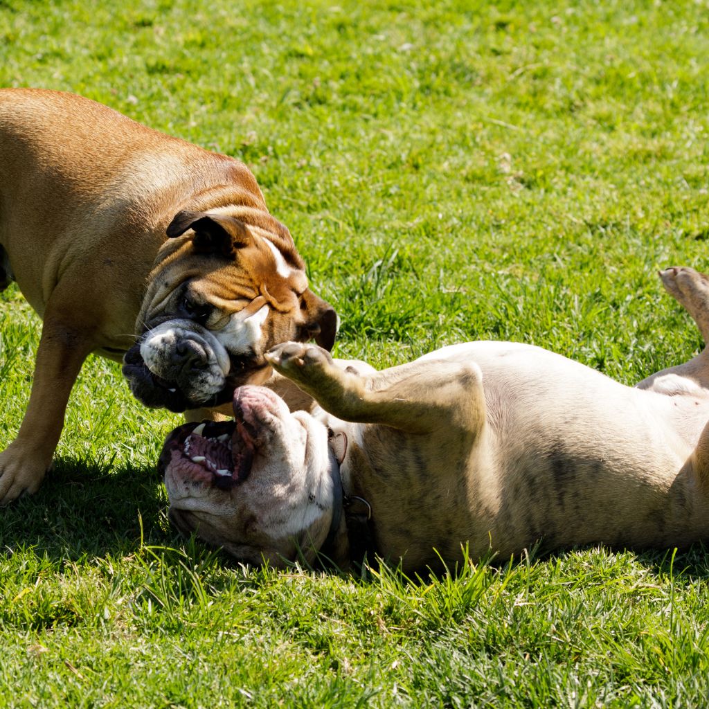 Two dogs playing and wrestling on green grass on a sunny day