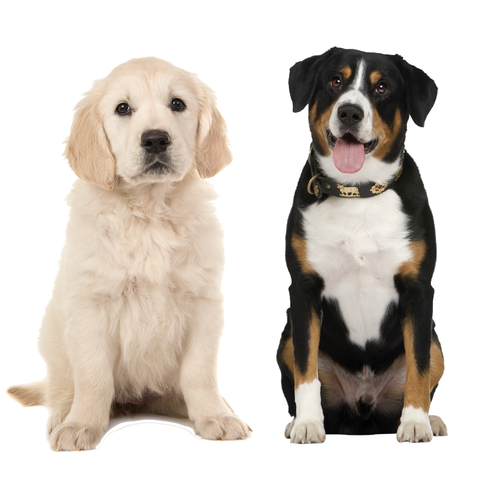 Two dogs: a cream-colored puppy and a black and tan adult dog sitting